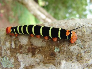 red and black caterpillar